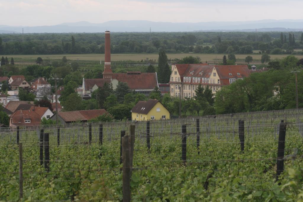 Gite Duplex Du Vignoble Alsace روفاك المظهر الخارجي الصورة